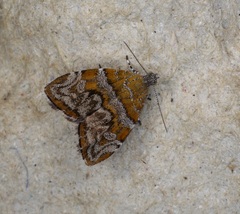 Choreutis orthogona