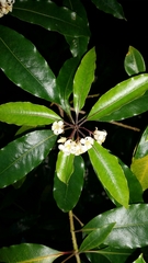 Pittosporaceae