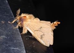 Amatissa leonina