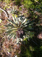 Agave parviflora