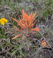 Castilleja lindheimeri