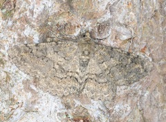 Cleora injectaria