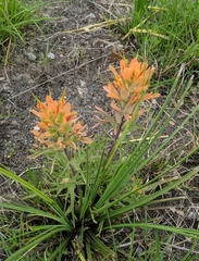 Castilleja lindheimeri