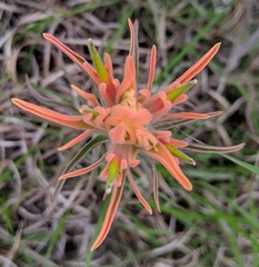 Castilleja lindheimeri