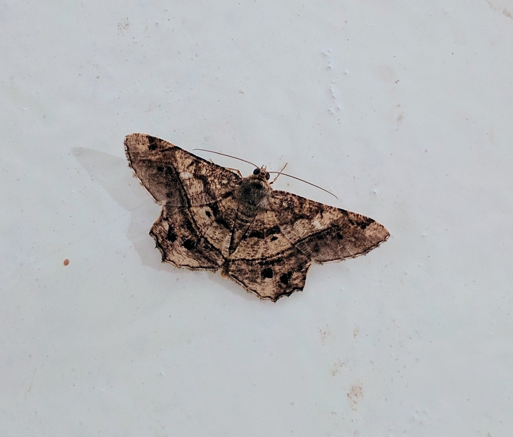 Chiasmia khasiana