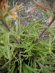 Castilleja lindheimeri