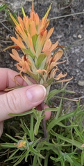 Castilleja lindheimeri