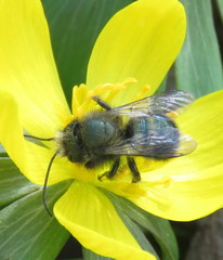 Osmia lignaria propinqua