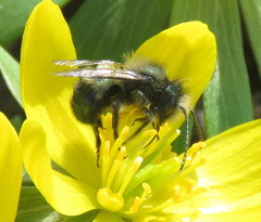 Osmia lignaria propinqua