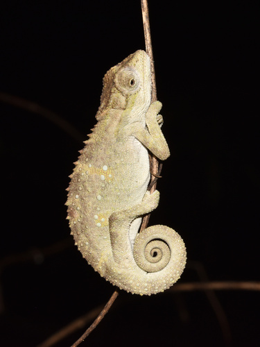 Black-headed Dwarf Chameleon, Bradypodion melanocephalum