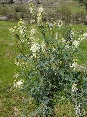 Astragalus oxyphysus