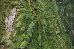 Leucobryum juniperoideum