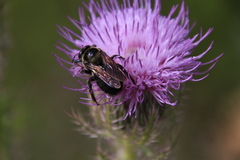 Xylocopa virginica krombeini