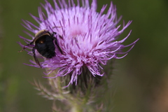 Xylocopa virginica krombeini