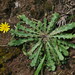 Hairy Hawkbit - Photo (c) Konrad and Roland Greinwald, some rights reserved (CC BY-NC), uploaded by Konrad and Roland Greinwald