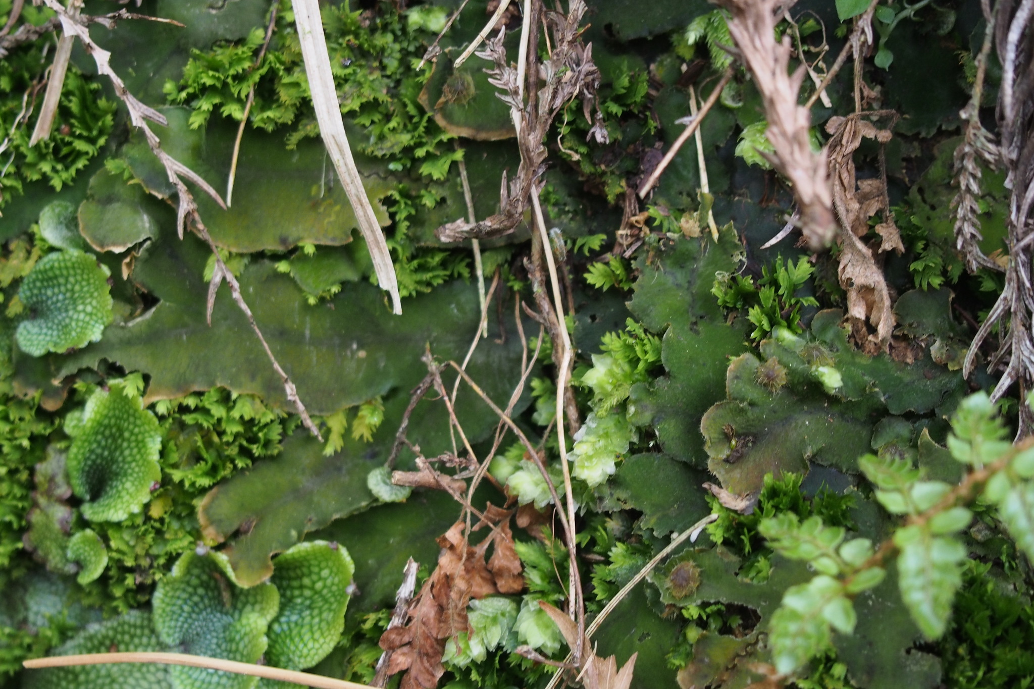 Cavicularia