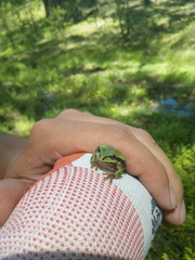 Hyla wrightorum