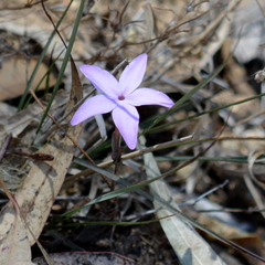 Pseuderanthemum praecox