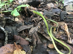 Oxybelis brevirostris