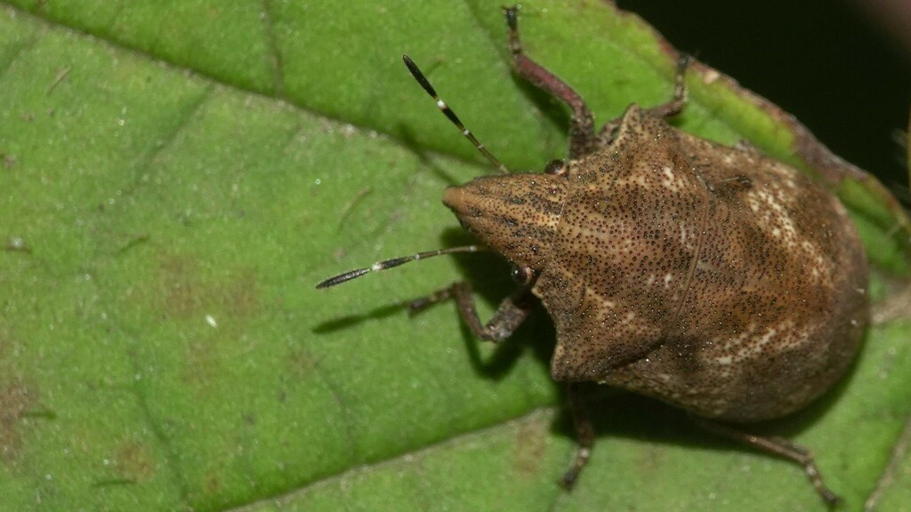 Hotea curculionoides from Mumbai Vet College on November 23, 2023 at 08 ...