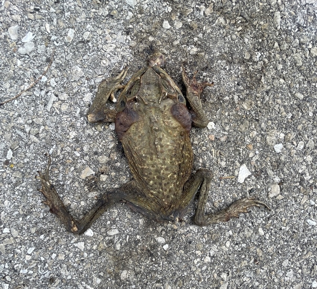 Cane Toad from Sanibel Island, Sanibel, FL, US on November 28, 2023 at ...