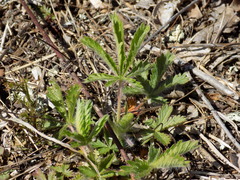 Potentilla simplex