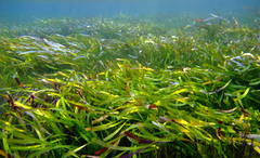 Posidonia australis