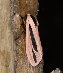 Creatonotos fasciatus pljustshi