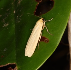 Danielithosia immaculata