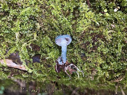 Stropharia caerulea