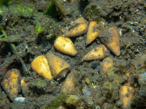 Oak Cone — seen at this dive site