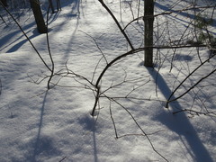 Viburnum cassinoides