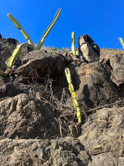 Acanthocereus tetragonus image