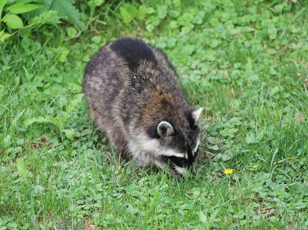 Common Raccoon from Solon, OH 44139, USA on July 15, 2023 at 09:49 AM ...