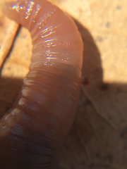 Aporrectodea caliginosa