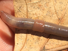 Aporrectodea caliginosa