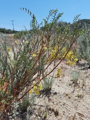 Astragalus oocarpus