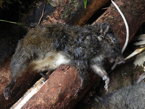 Montane Long-nosed Squirrel (Hyosciurus heinrichi) — Least Concern Mammalia