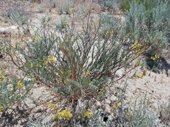 Astragalus oocarpus