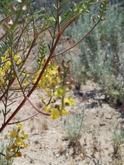 Astragalus oocarpus