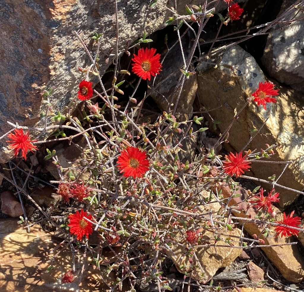 Scarlet Dewfig from Saint Blaize Hiking Trail, Mossel Bay, WC, ZA on ...