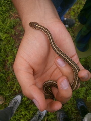 Thamnophis errans