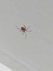 Araneomorphae