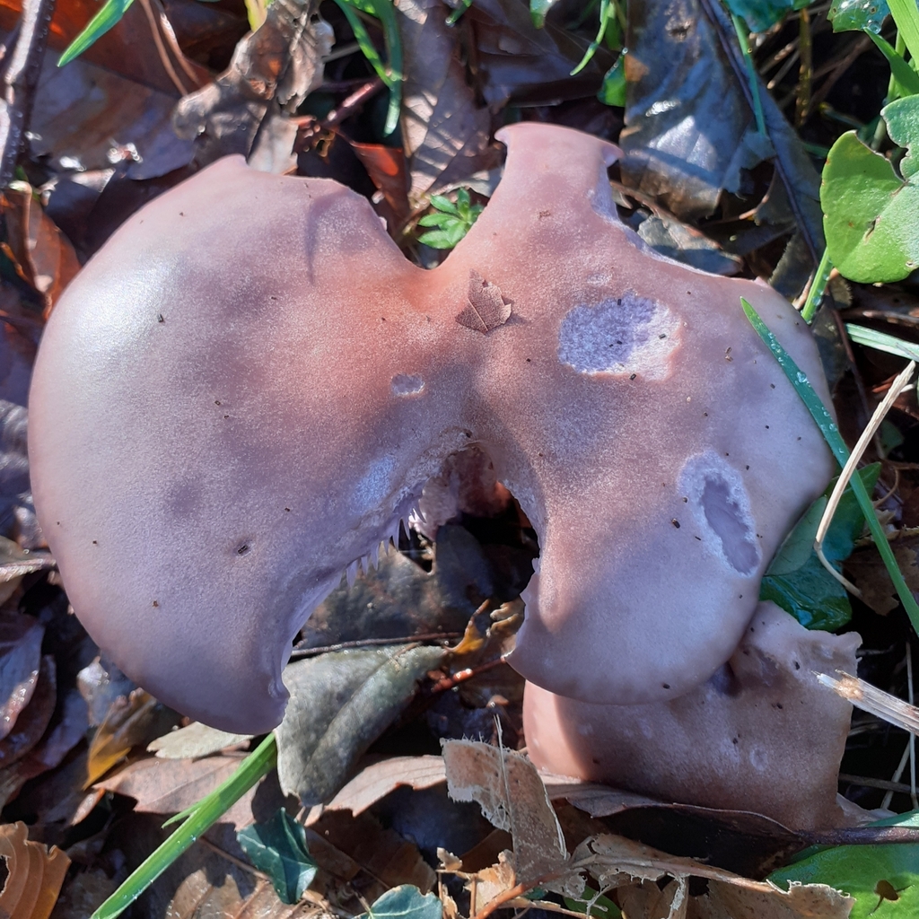 Collybia nuda from Piccard, 29280 Plouzané, France on 2023년 11월 28일 (화) at 12:35 오후 by bogsuckers · iNaturalist... 