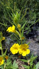 Diplacus clevelandii