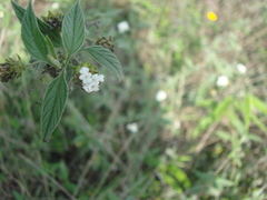 Lantana canescens