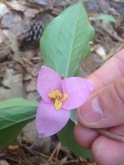 Trillium catesbaei