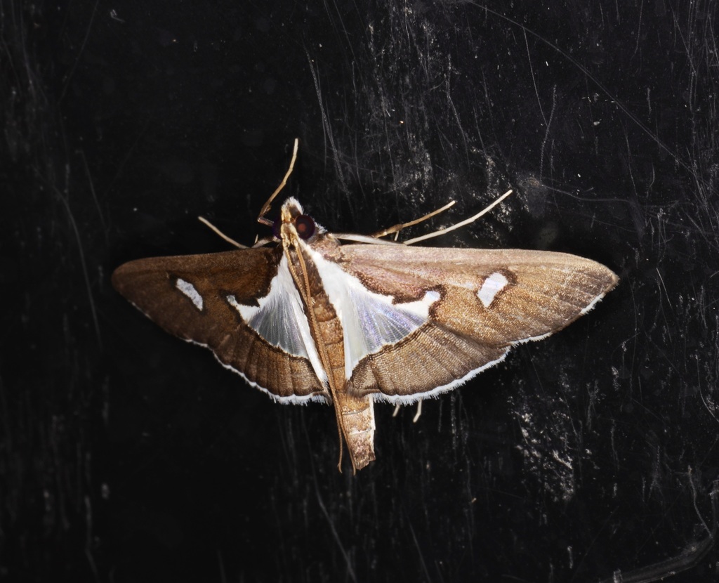 Glyphodes ernalis