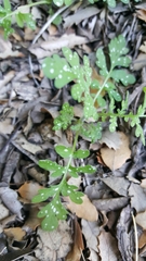 Eucrypta chrysanthemifolia bipinnatifida