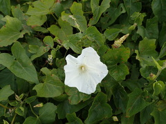 Calystegia macrostegia amplissima